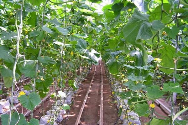 Опис, характеристика та агротехніка кращих нових сортів огірків на 2018 рік