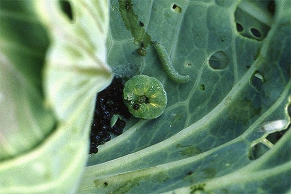 Опис, лікування і боротьба з хворобами цвітної капусти