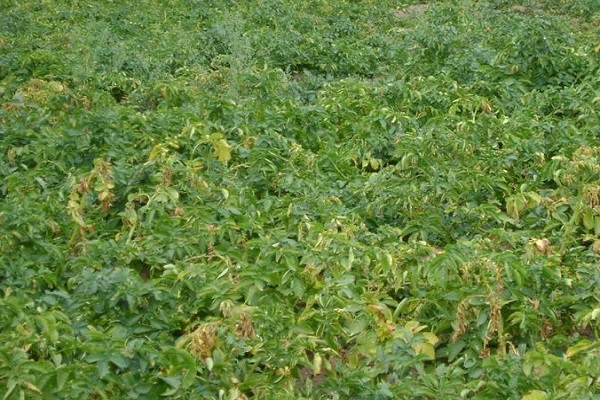 Опис, причини і лікування фузаріозу картоплі, заходи боротьби