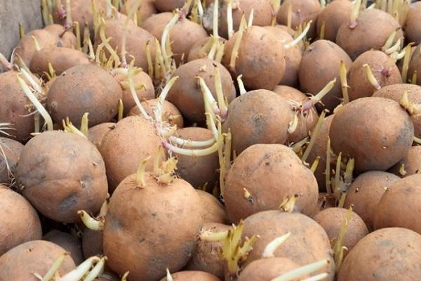 Опис, причини і лікування фузаріозу картоплі, заходи боротьби