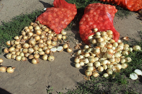 Опис, вирощування і догляд за гібридним ріпчастою сортом цибулі Кенді