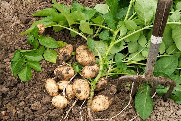 Опис альтернаріозу картоплі, лікування та основні заходи боротьби із захворюванням