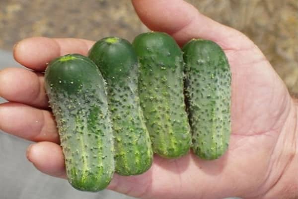 Опис і характеристики короткоплодних сортів огірків, їх формування і вирощування