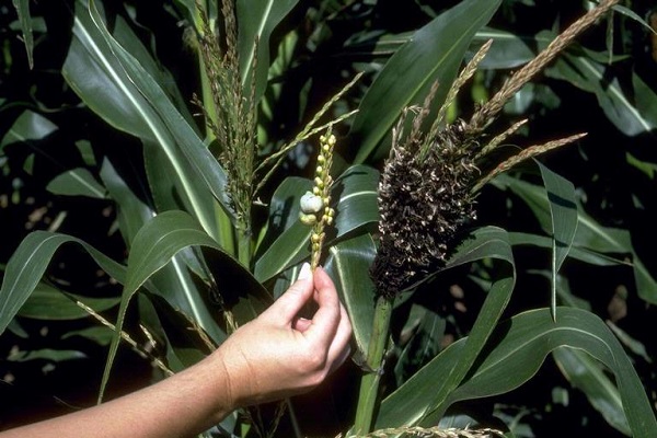 Опис і лікування хвороб і шкідників кукурудзи, заходи боротьби з ними