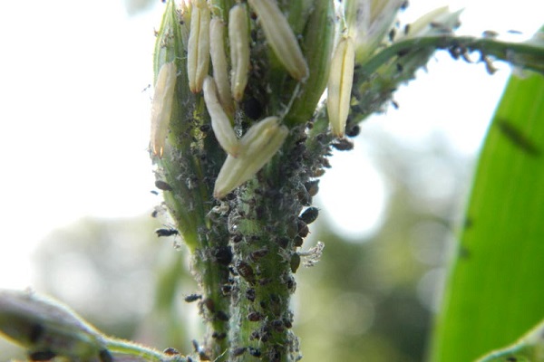 Опис і лікування хвороб і шкідників кукурудзи, заходи боротьби з ними
