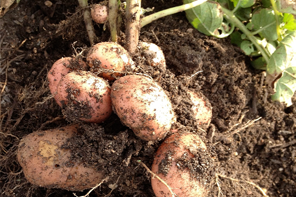 Опис і лікування парші (ризоктоніозу) картоплі, сучасні заходи боротьби