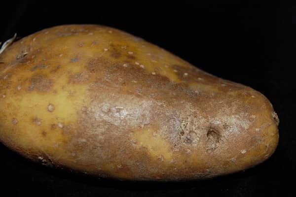Опис і лікування парші (ризоктоніозу) картоплі, сучасні заходи боротьби