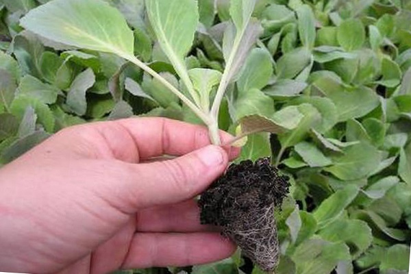 Опис і вирощування кращих сортів пекінської капусти