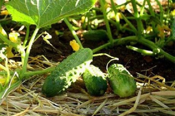 Опис і вирощування огірків сорту Петербурзький експрес f1