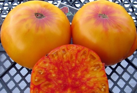 Опис і вирощування сорти томата Цукерки Вірджинії