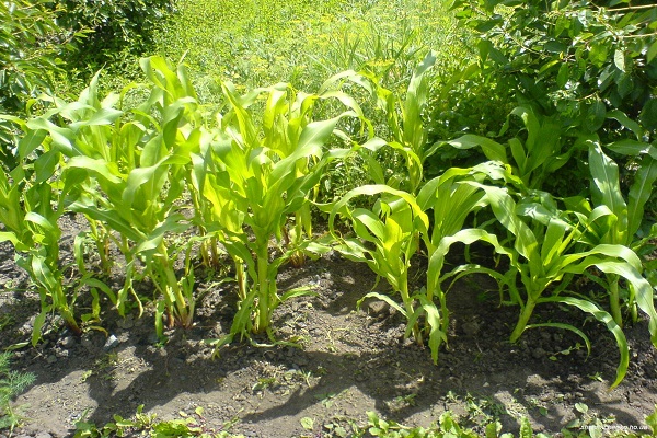 Опис червоної кукурудзи, особливості вирощування та догляду