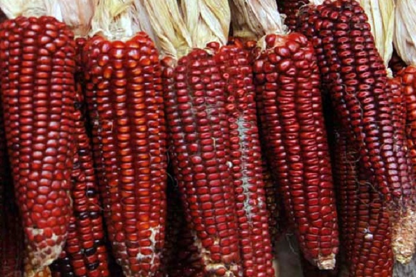 Опис червоної кукурудзи, особливості вирощування та догляду