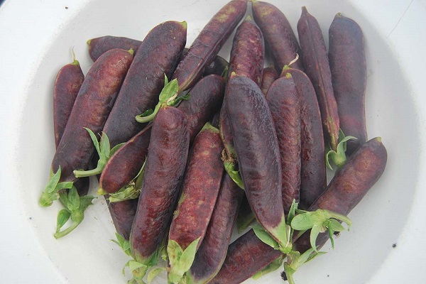 Опис кращих сортів фіолетового гороху, їх характеристика та вирощування