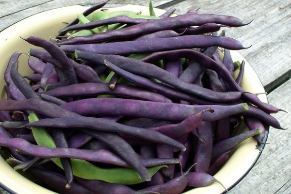 Опис кращих сортів фіолетового гороху, їх характеристика та вирощування