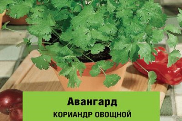 Опис кращих сортів коріандру (кинзи), корисні властивості та вирощування