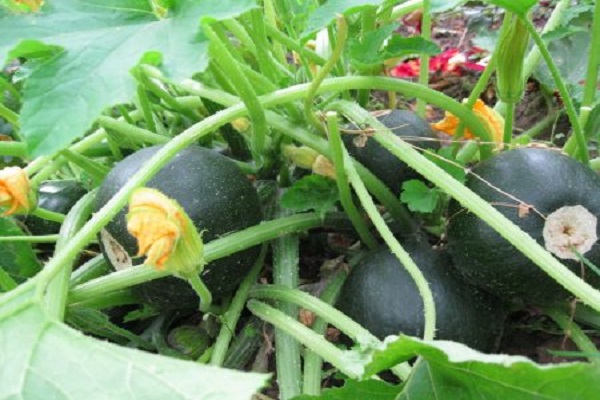 Опис кращих сортів круглих кабачків, особливості вирощування та догляду