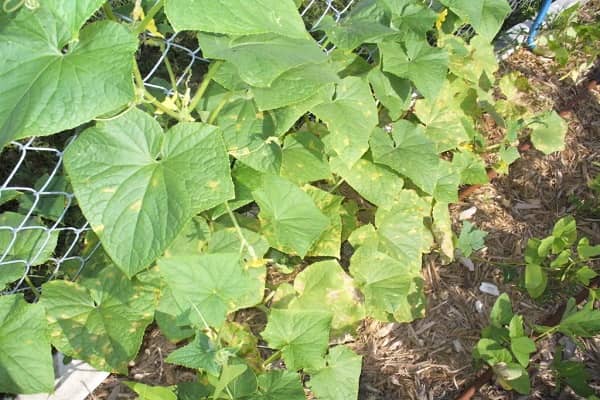 Опис кращих сортів огірків, стійких до борошнистої роси