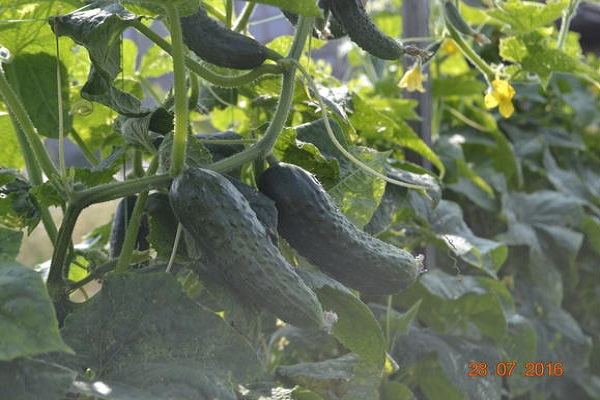Опис кращих сортів огірків корнішонів для відкритого ґрунту