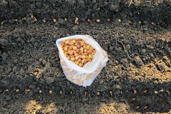 Опис цибулі сорту Халцедон, його характеристика та вирощування з насіння