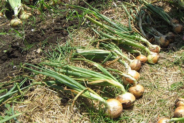 Опис цибулі сорту Халцедон, його характеристика та вирощування з насіння