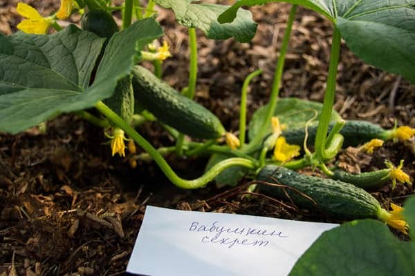 Опис огірків сорту Бабусин секрет f1, вирощування і догляд