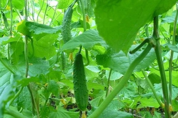 Опис огірків сорту Естафета, їх вирощування і урожайність