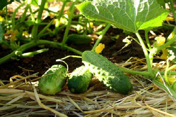Опис огірків сорту Естафета, їх вирощування і урожайність