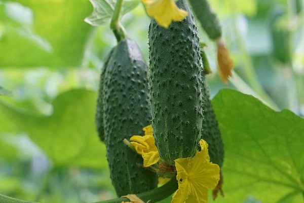 Опис огірків сорту Луховицкие, характеристика і вирощування