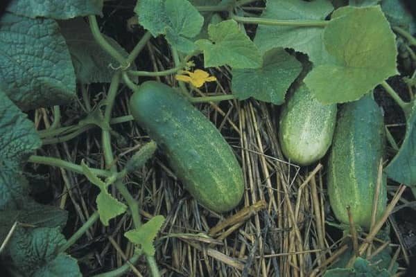 Опис огірків сорту Луховицкие, характеристика і вирощування