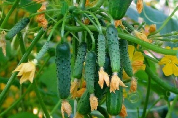 Опис огірків сорту Патті, їх характеристика та вирощування
