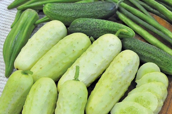 Опис найкращих, урожайних сортів огірків для теплиць з полікарбонату