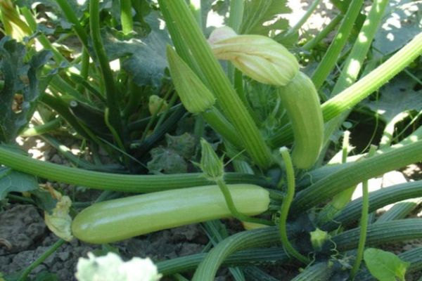 Опис найбільш урожайних сортів кабачків для відкритого ґрунту