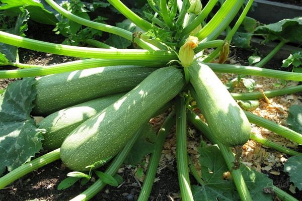 Опис найбільш урожайних сортів кабачків для відкритого ґрунту