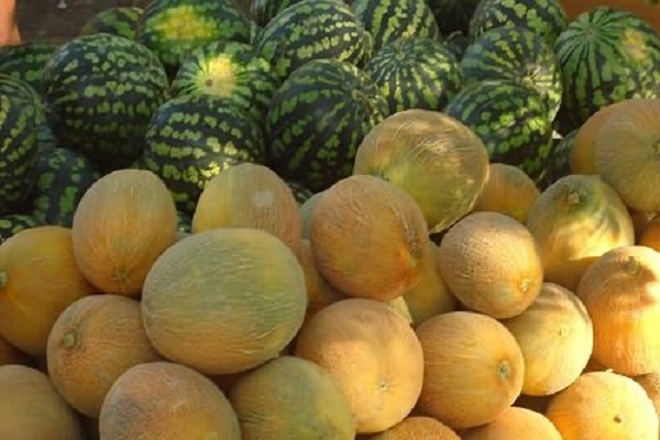Опис сорту ананасовій дині, особливості вирощування та догляду