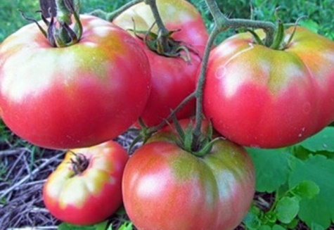 Опис сорту і особливості вирощування томата Супергігант рожевий f1