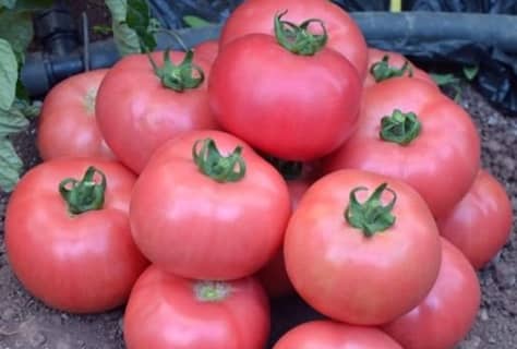 Опис сорту і особливості вирощування томата Супергігант рожевий f1