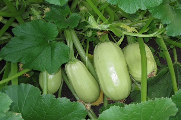 Опис сорту кабачка Грибовський, особливості вирощування та врожайність