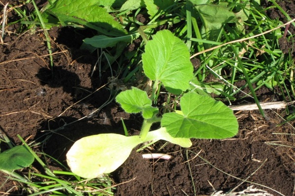 Опис сорту кабачка Грибовський, особливості вирощування та врожайність