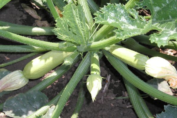 Опис сорту кабачка Іскандер f1, особливості вирощування та врожайність