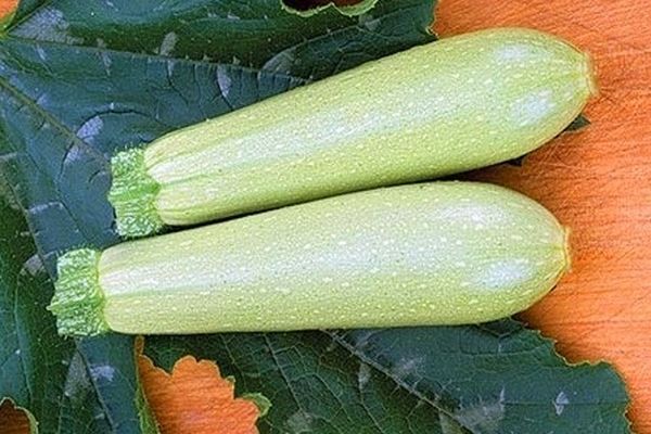 Опис сорту кабачка Іскандер f1, особливості вирощування та врожайність