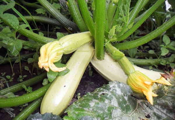 Опис сорту кабачка Кавили, особливості вирощування та врожайність