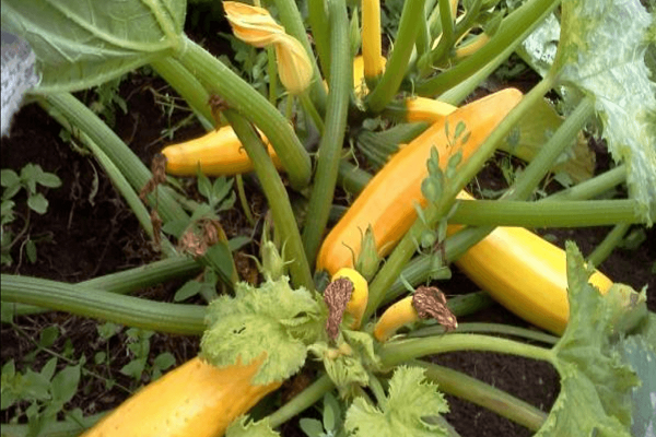 Опис сорту кабачка Ніжний зефір, особливості вирощування та догляду