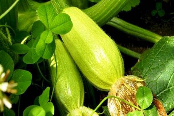 Опис сорту кабачка Ролик, особливості вирощування та догляду
