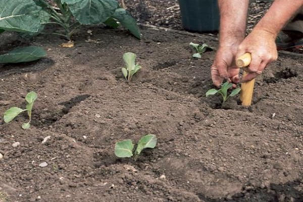 Опис сорту капусти Амагер, характеристика і вирощування