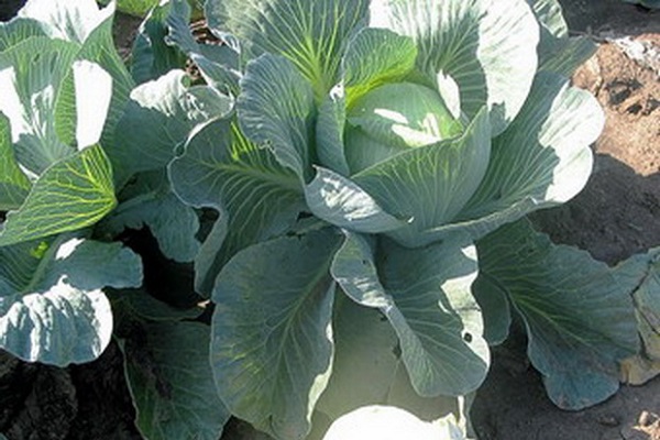 Опис сорту капусти Глорія f1, особливості вирощування та догляду