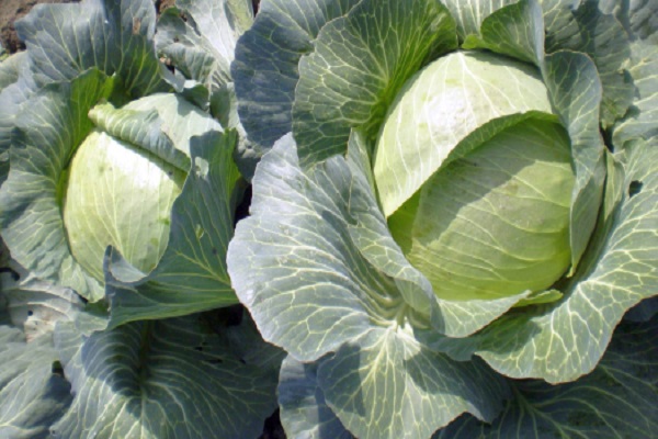 Опис сорту капусти Глорія f1, особливості вирощування та догляду