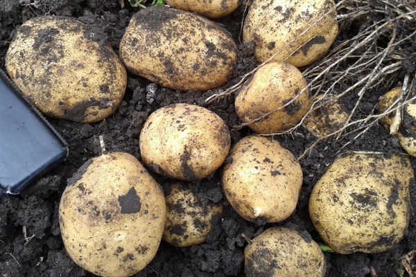 Опис сорту картоплі Адретта, його вирощування і догляд