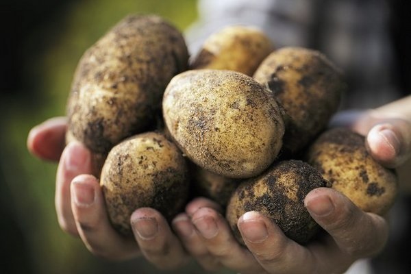 Опис сорту картоплі Адретта, його вирощування і догляд