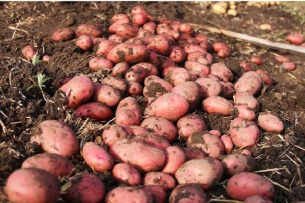 Опис сорту картоплі Ароза, особливості вирощування та врожайність