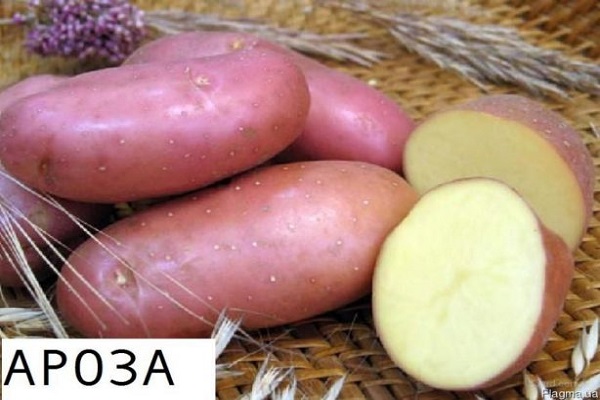 Опис сорту картоплі Ароза, особливості вирощування та врожайність